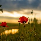 Mohnblume nach Gewitter und bei Sonnenaufgang