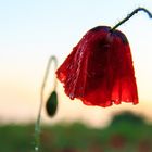 Mohnblume nach Regen