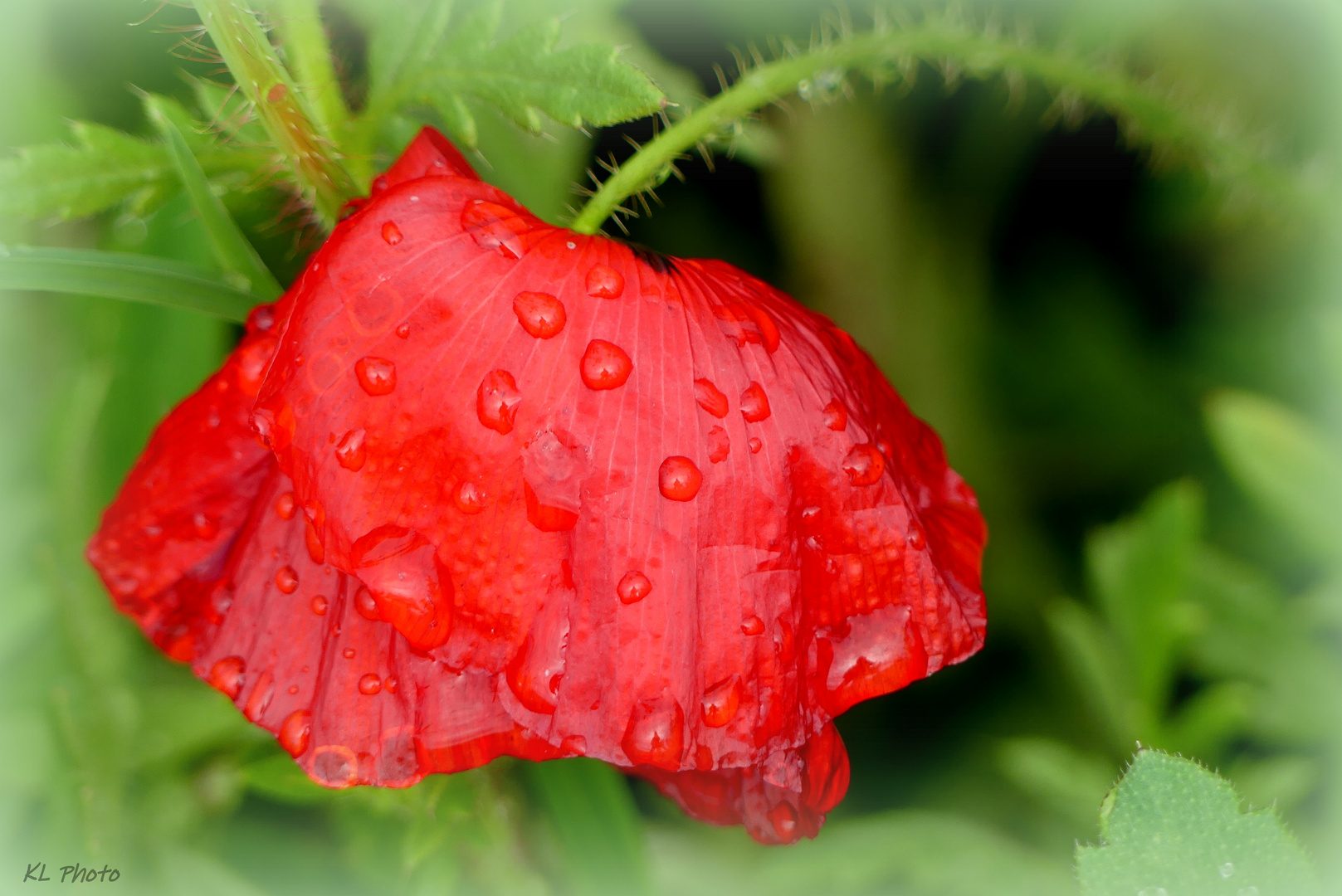 Mohnblume nach Regenschauer