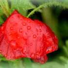 Mohnblume nach Regenschauer