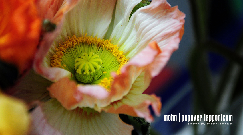 Mohnblume | Papaver Lapponicum 1#