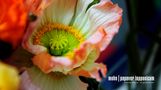 Mohnblume | Papaver Lapponicum 1# von Serge Baumeler 