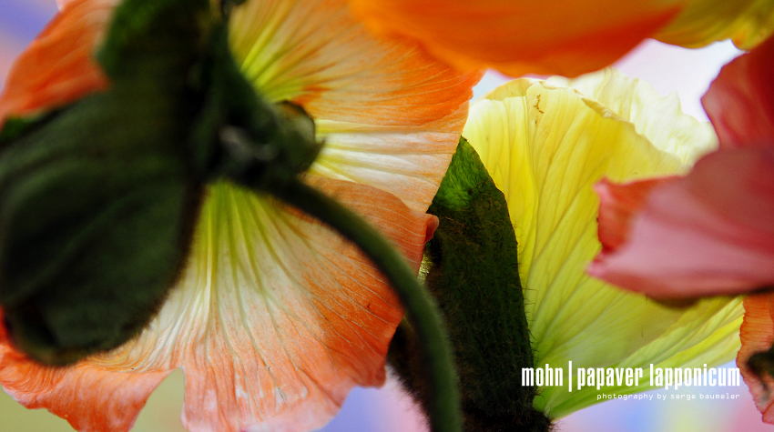 Mohnblume | Papaver Lapponicum 2#