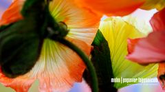 Mohnblume | Papaver Lapponicum 2#