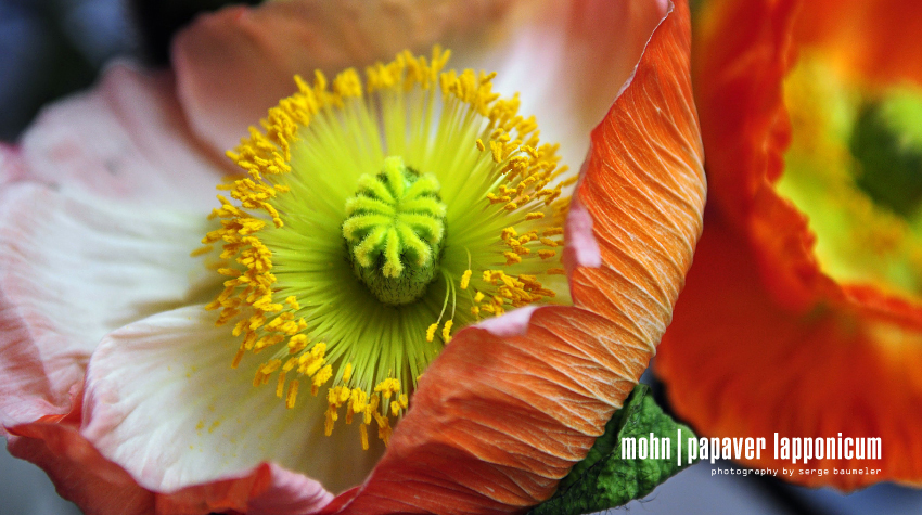 Mohnblume | Papaver Lapponicum 3#