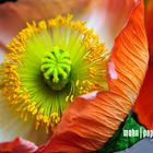 Mohnblume | Papaver Lapponicum 3#