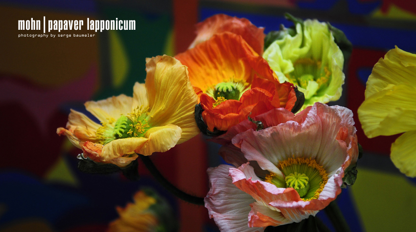 Mohnblume | Papaver Lapponicum 4#