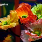 Mohnblume | Papaver Lapponicum 4#