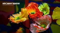 Mohnblume | Papaver Lapponicum 4#