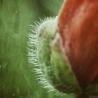 Mohnblume (Papaver rhoeas)