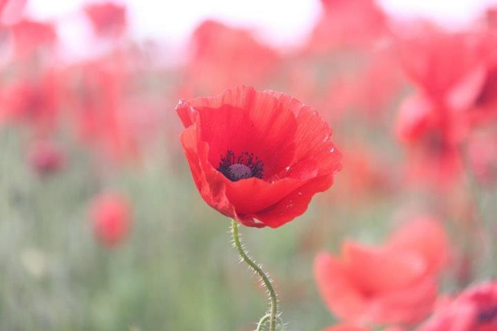 Mohnblume, Poppy