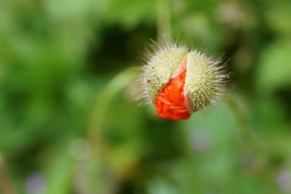 Mohnblume - sich öffnende Knospe - Teneriffa