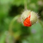 Mohnblume - sich öffnende Knospe - Teneriffa