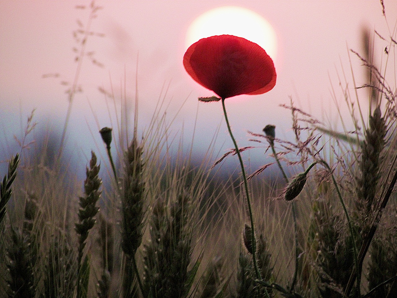 Mohnblume Sonne