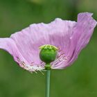 Mohnblume - Tschüss...bis zum nächstenJahr