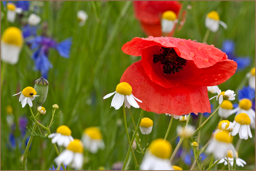 Mohnblume und andere Feldblumen.....