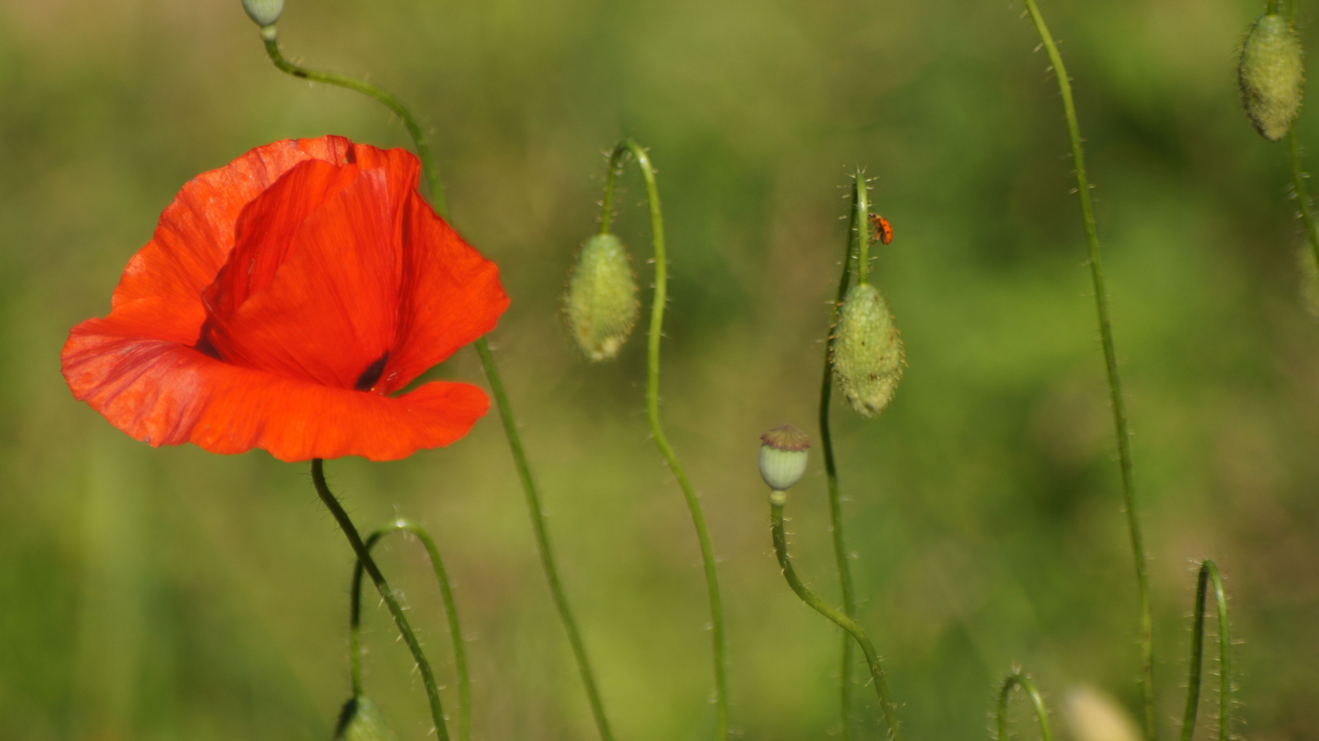 Mohnblume und Käfer