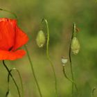 Mohnblume und Käfer