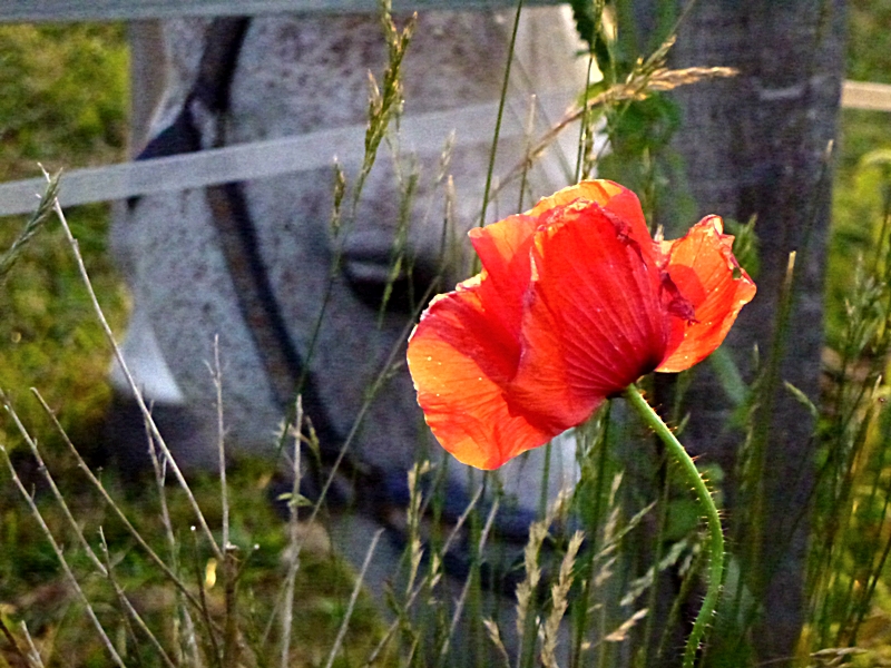 Mohnblume und Pferd