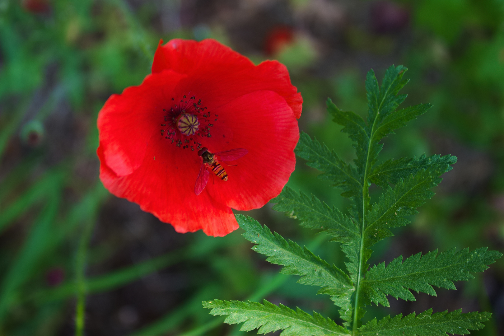 Mohnblume und Schwebefliege