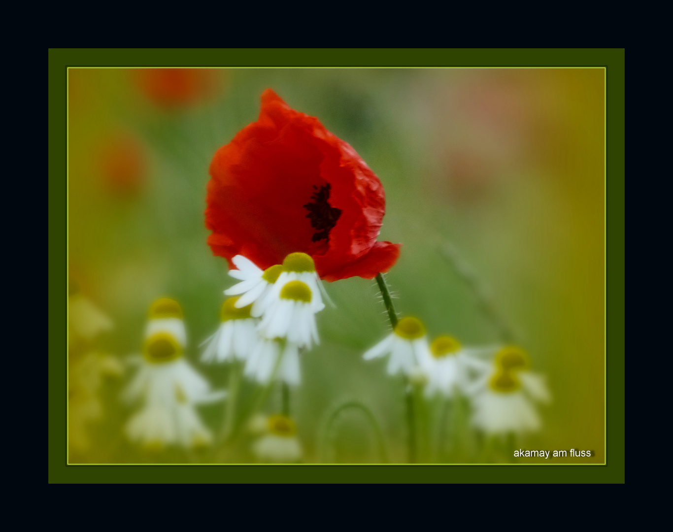 Mohnblume und Sommerwind