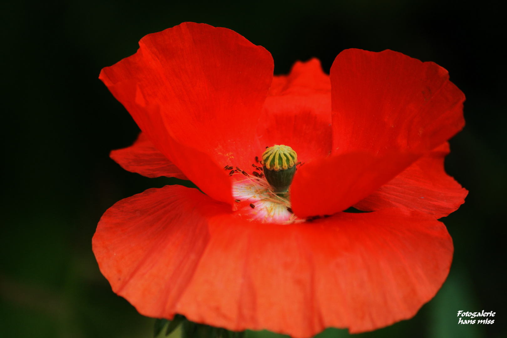 Mohnblume von innen