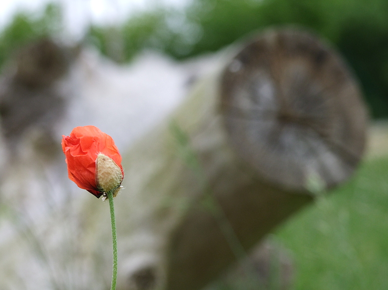 Mohnblume vor Baumstumpf