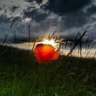 Mohnblume vor dem Sturm