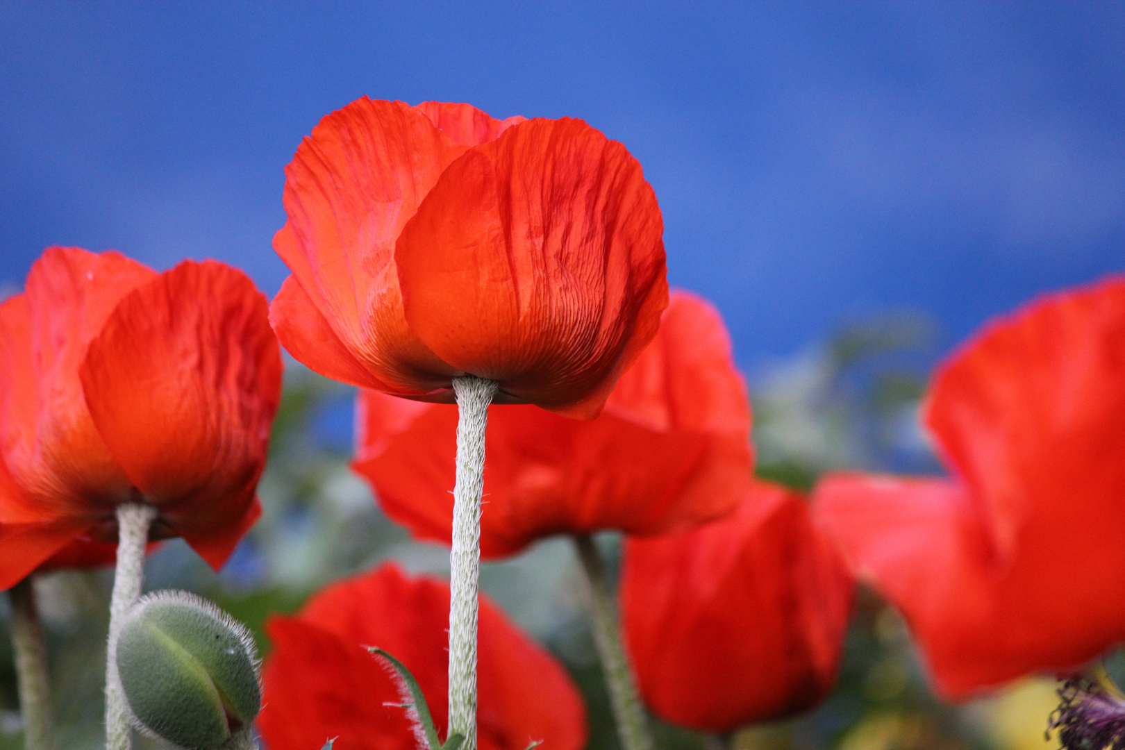 Mohnblume vor Nachbars blauem Anhänger