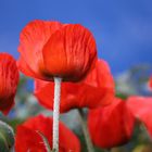 Mohnblume vor Nachbars blauem Anhänger