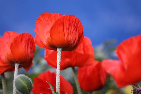 Mohnblume vor Nachbars blauem Anhänger