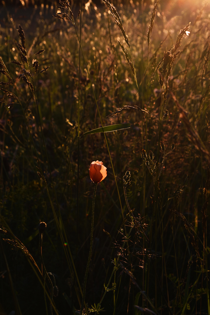 Mohnblume zur goldenen Stunde 