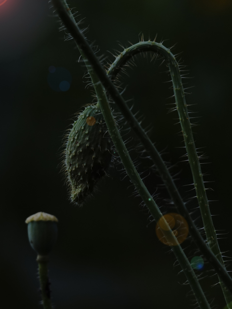 Mohnblume zwischen Licht und Schatten