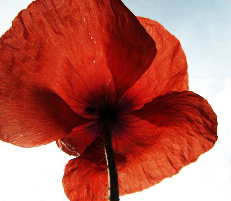 mohn.blume.2