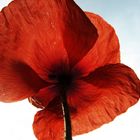 mohn.blume.2