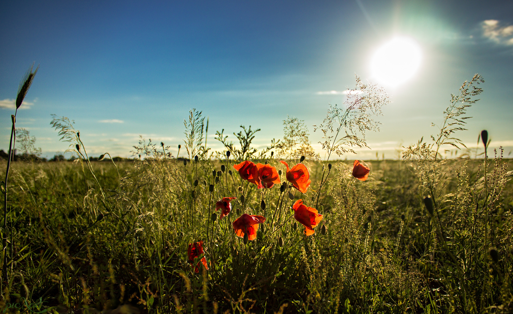 Mohnblumen