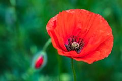 Mohnblumen  
