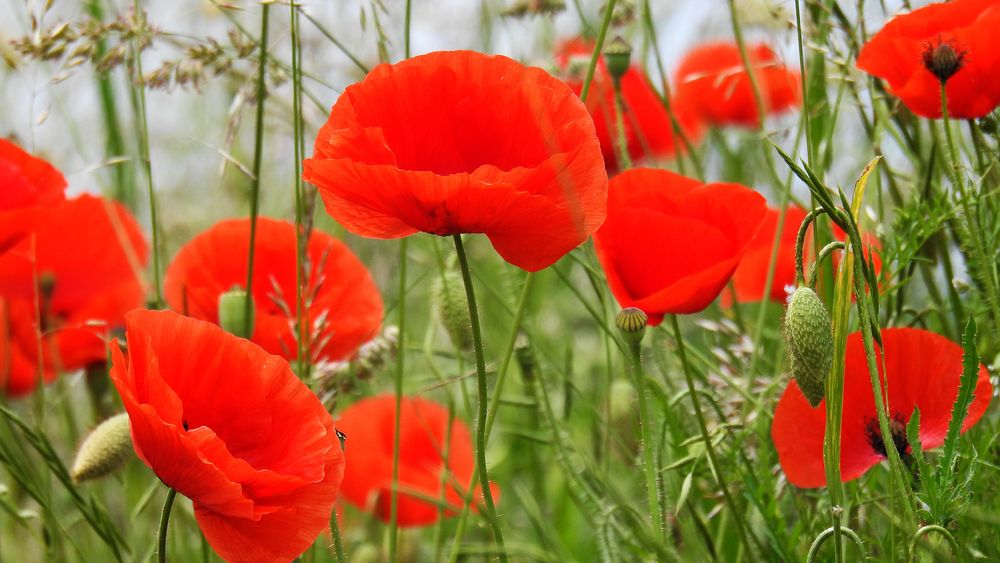 Mohnblumen 2 Foto & Bild | blumen, natur, landschaft Bilder auf