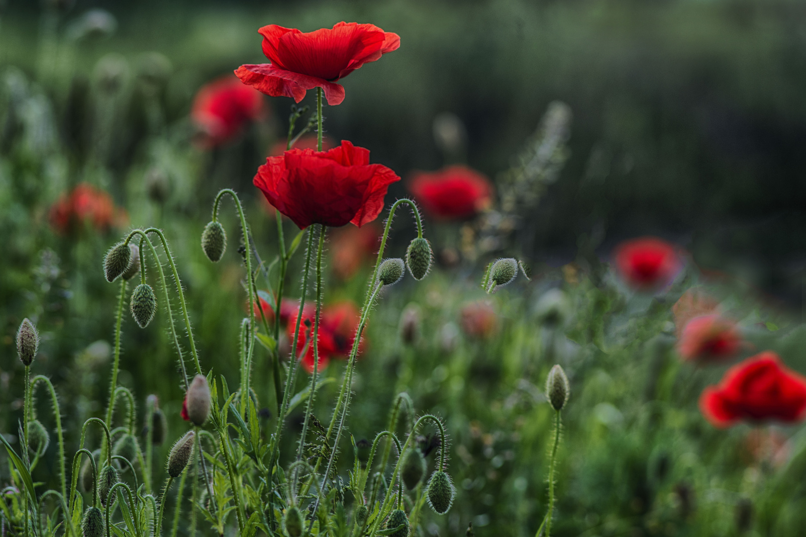 Mohnblumen 2018