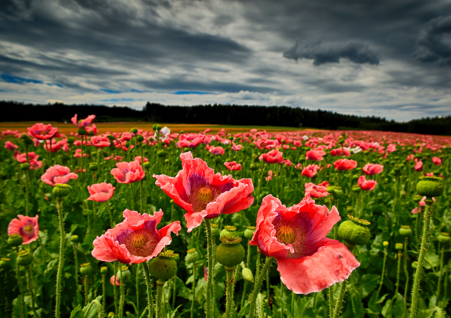 Mohnblumen 2019