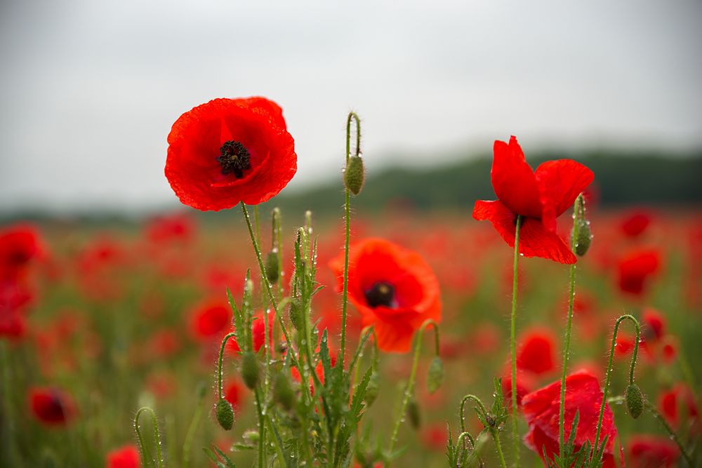 Mohnblumen Foto & Bild | pflanzen, pilze & flechten, blüten