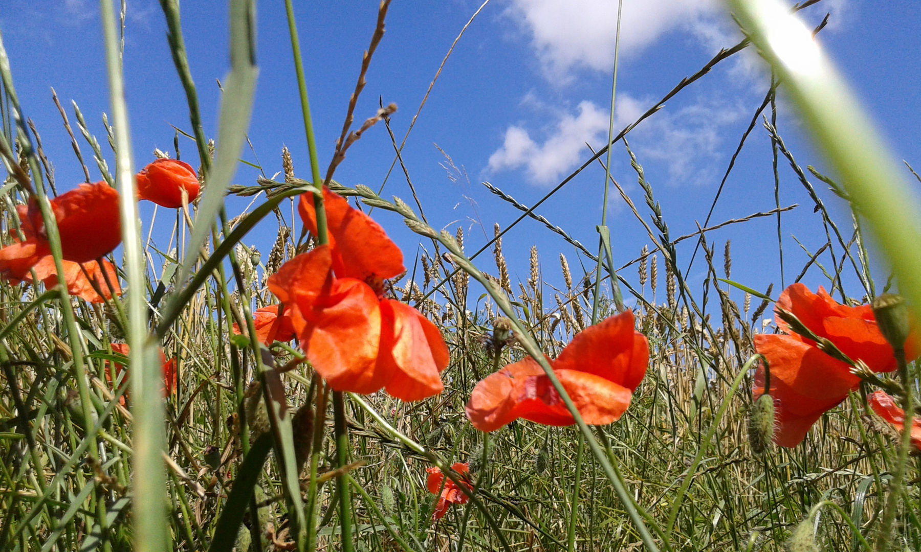 Mohnblumen