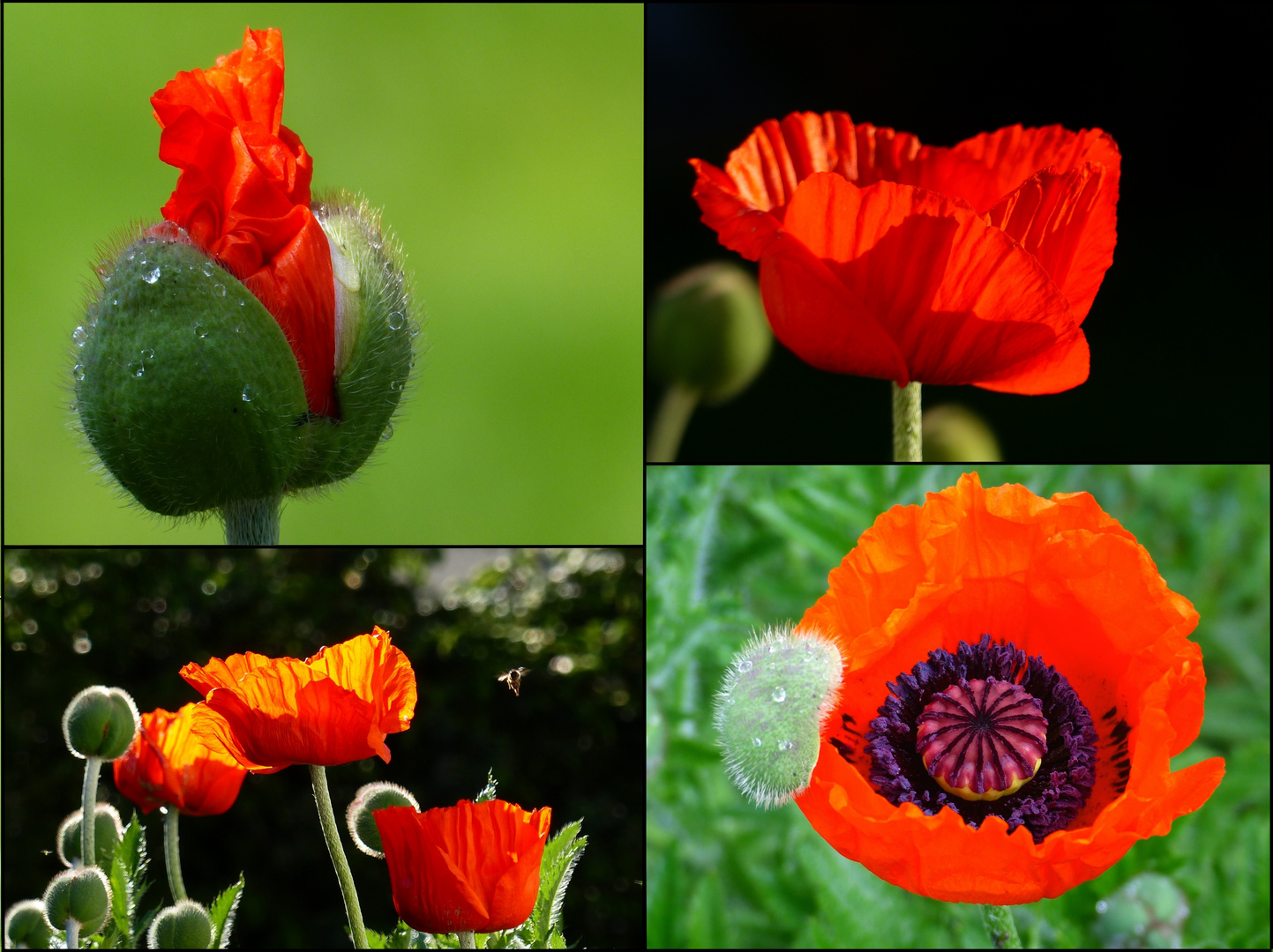 Mohnblumen... Foto & Bild pflanzen, pilze & flechten, blüten