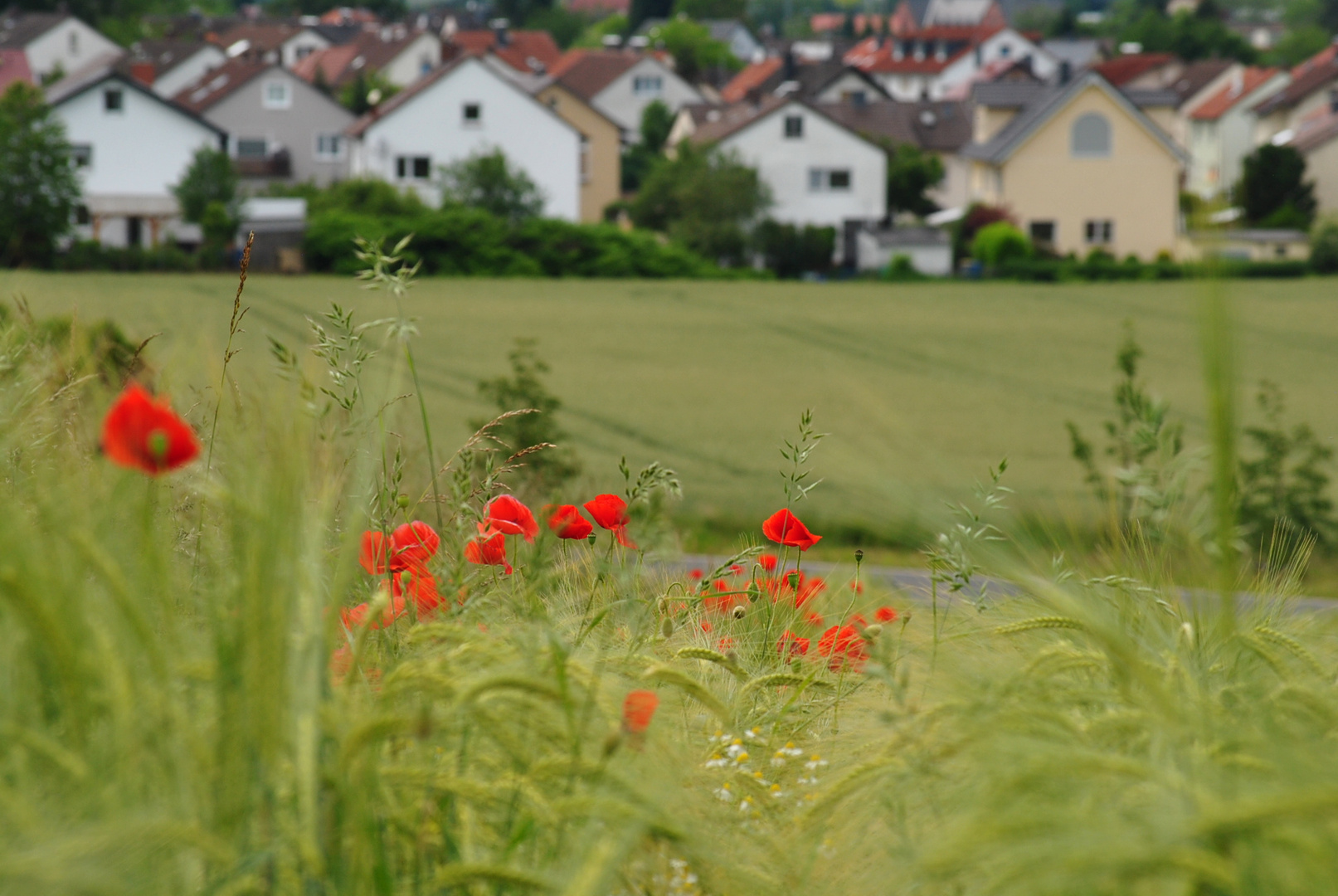 Mohnblumen