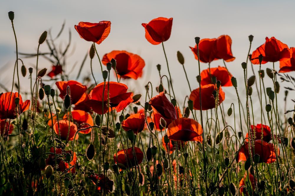 Mohnblumen Foto &amp; Bild | outdoor, feld, abend Bilder auf fotocommunity