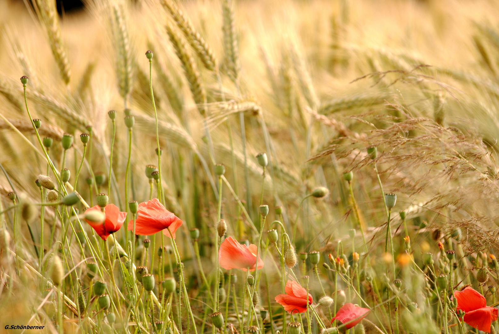 Mohnblumen!