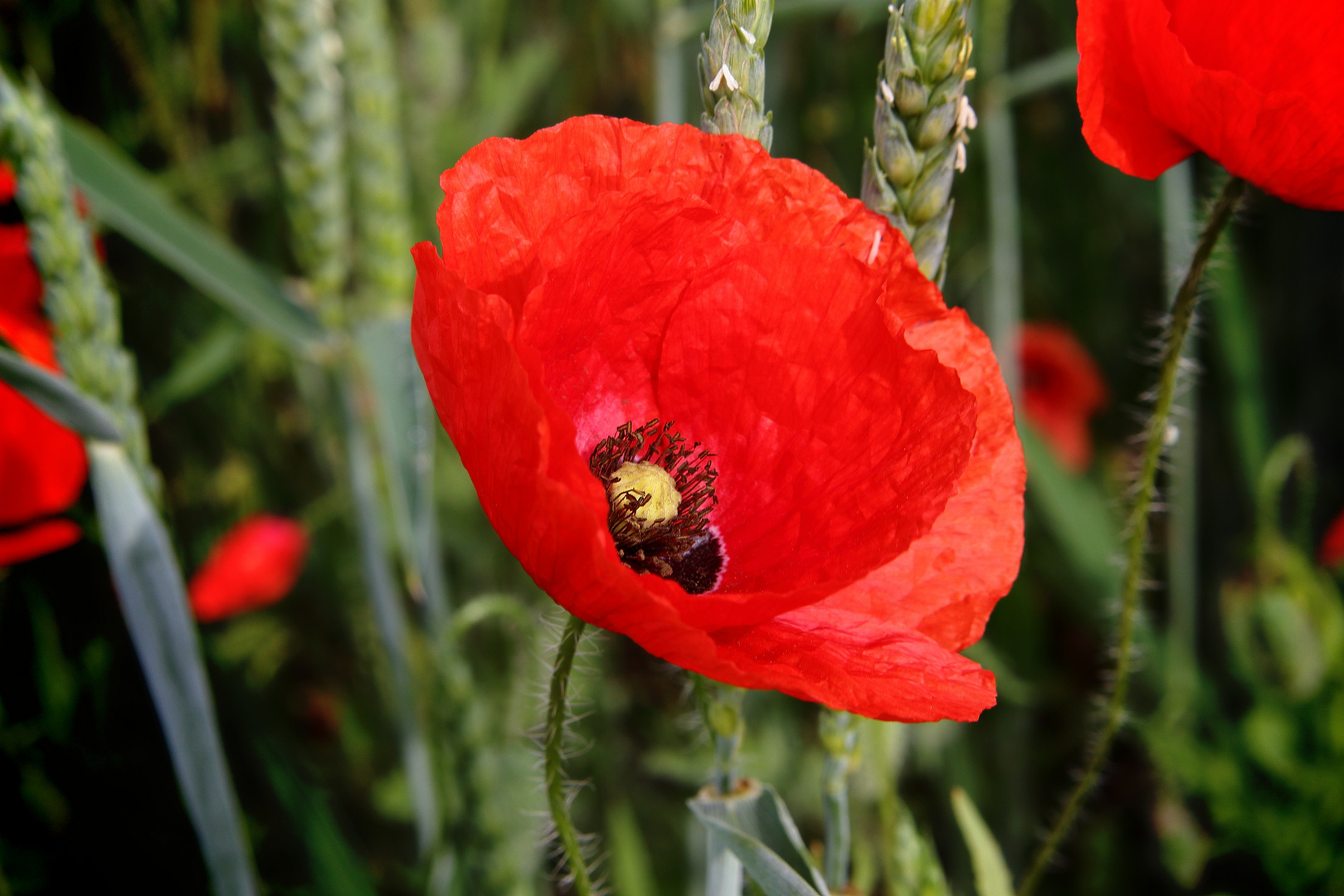 Mohnblumen #4 am Kronsberg Foto &amp; Bild | landschaften, natur, mohn ...