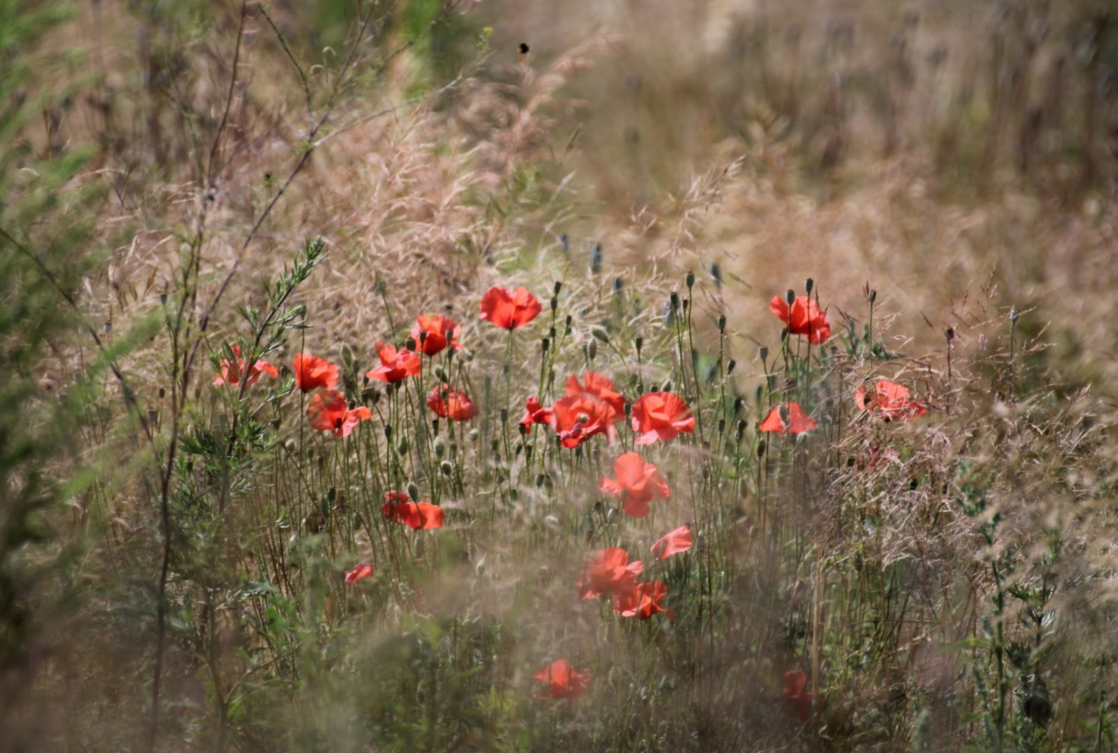 Mohnblumen