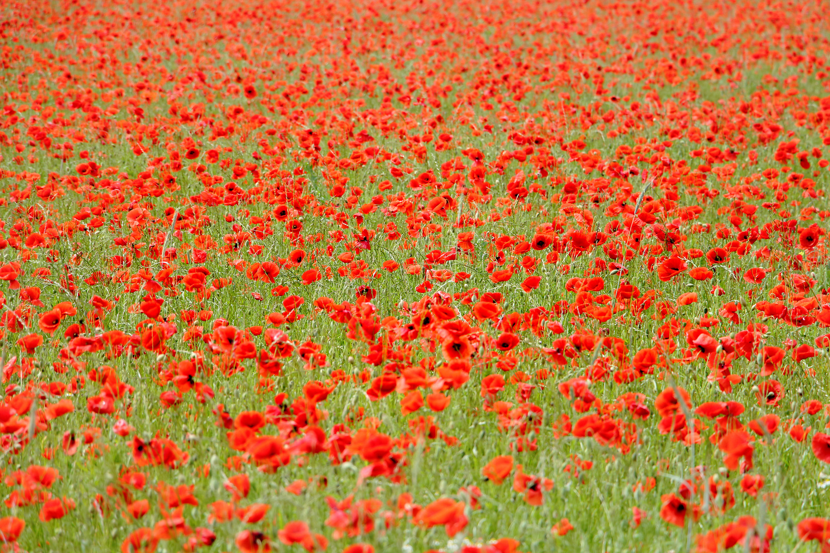 Mohnblumen #5 am Kronsberg