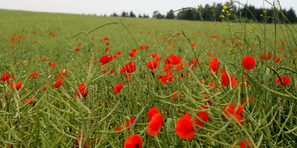 " Mohnblumen "